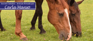 Lee más sobre el artículo Alteraciones en los incisivos de los caballos IV por Carla Manso