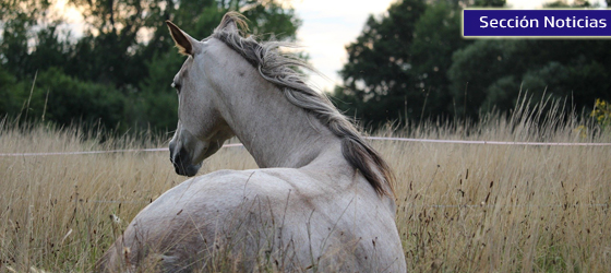 Lee más sobre el artículo Nuevas gestiones de la RFHE a favor del mantenimiento de la salud de los caballos