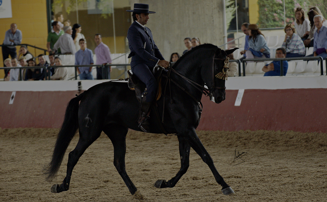 El mayor grupo de habla hispana sobre la cultura del caballo