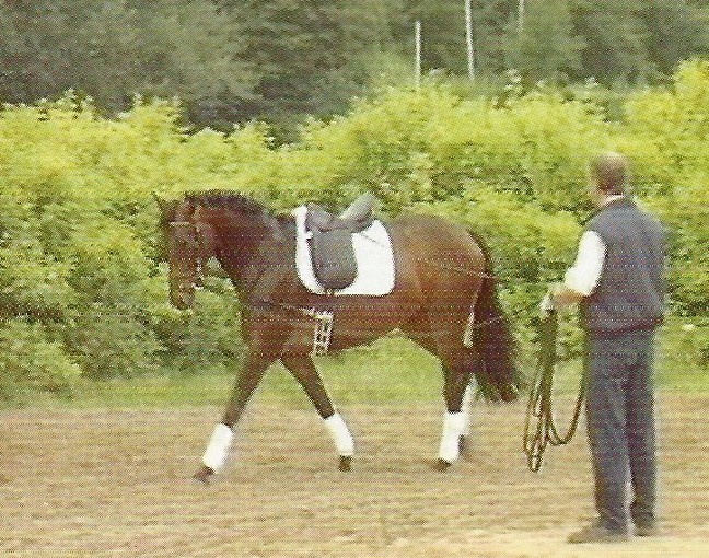 Soapow 2 m 20 mm engrosado colorido tejido perno cuerda suave caballo Caballo Caballo cuerda fuerte resistente tire Caballo 
