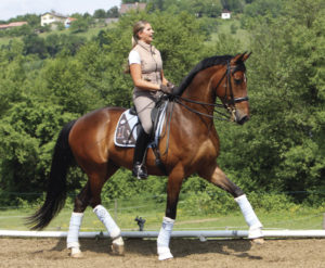 Lee más sobre el artículo ¿Quieres conseguir una buena flexibilidad en tu caballo?