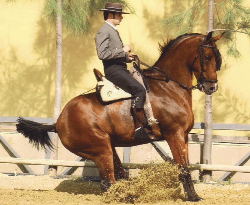 Lee más sobre el artículo ¿Existe el caballo ideal para arrear y parar a raya?