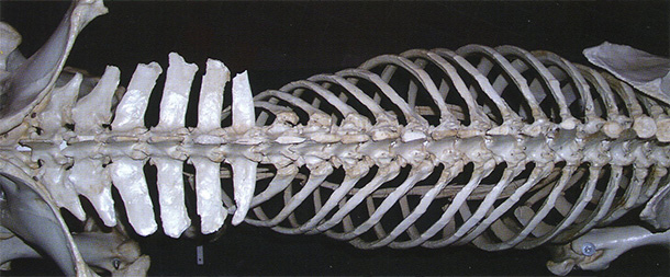 Columna vertebral torácica y lumbar vista desde arriba. Fíjense en el final de la columna vertebral torácica. Los procesos transversales de la columna vertebral lumbar son rígidos. En esta zona no se debe colocar nunca una silla