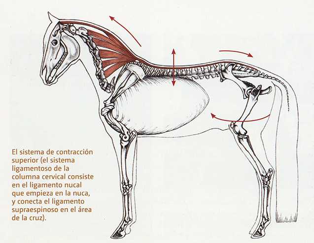 Sistema contracción caballo