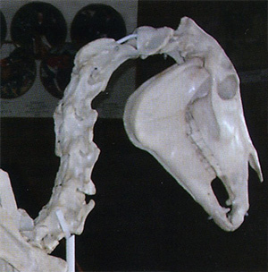 El cráneo, mostrando claramente que la nuca (donde se encuentra la articulación atlanto-occipital) es la parte más alta y la espina cervical queda más abajo