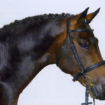 Caballo musculoso
