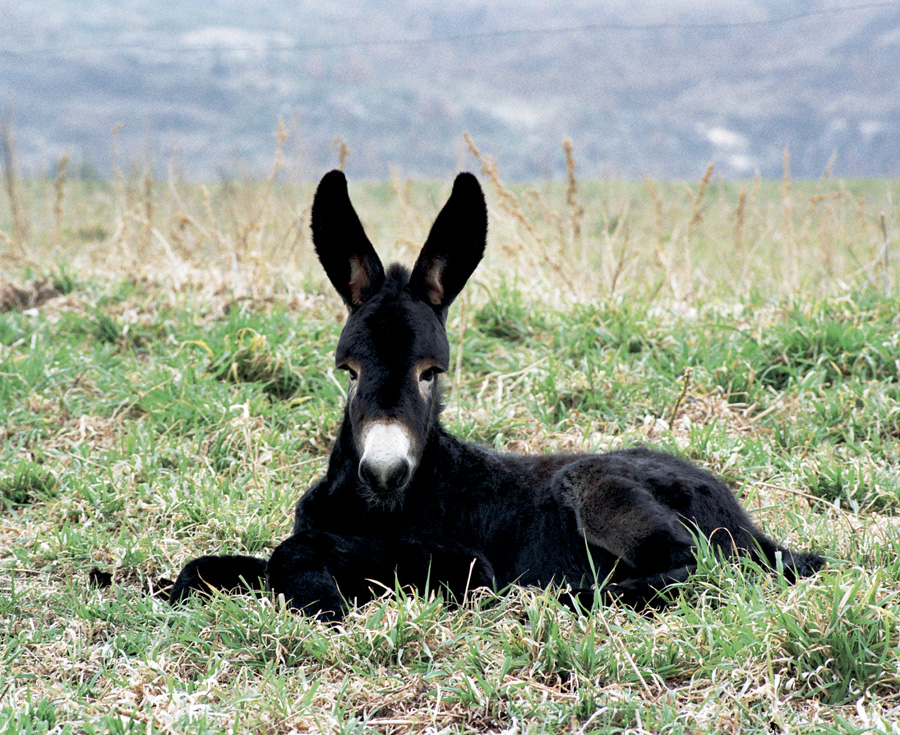 En este momento estás viendo S.O.S. por el burro catalán, un icono popular en vías de extinción