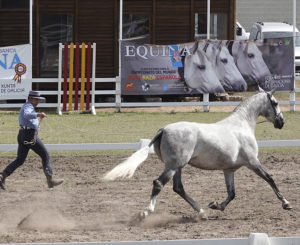 Lee más sobre el artículo Equina Galicia ’21 reunirá a los mejores caballos en cinco competiciones