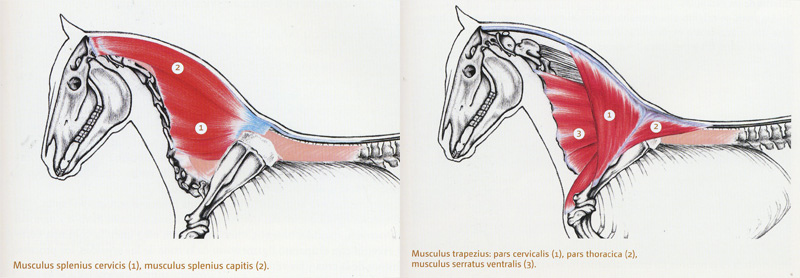 Musculatura cervical caballo