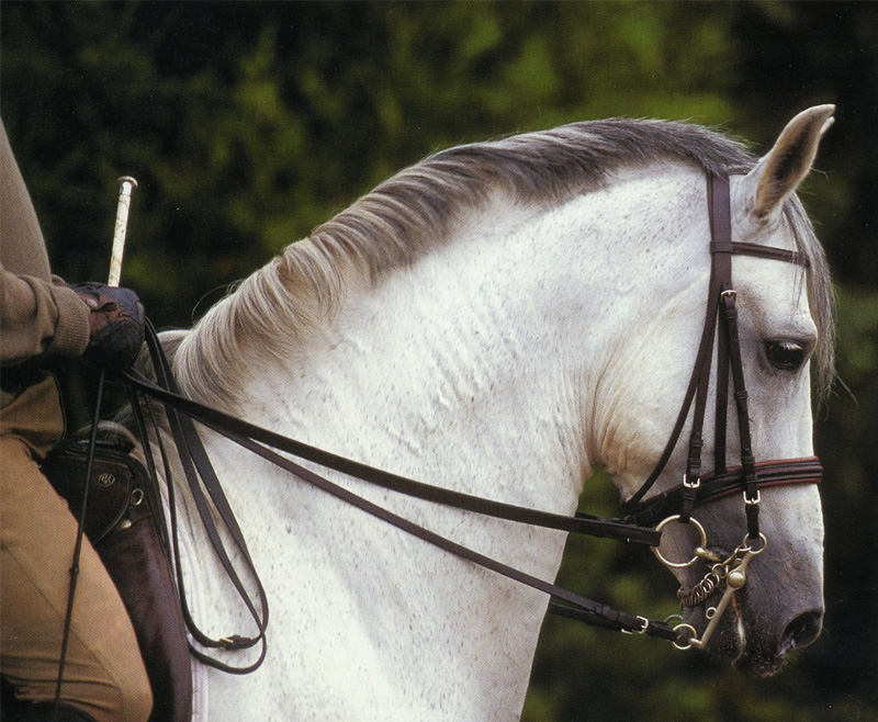Lee más sobre el artículo ¿El cuello de tu caballo tiene problemas? Te enseñamos cómo resolverlos