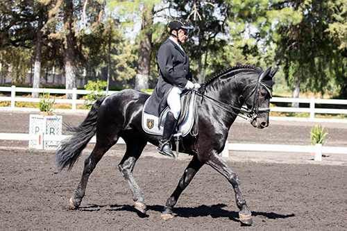 Fernando Trillas compitiendo con su caballo frisón Máximus