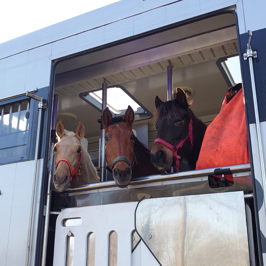 World Horse Transport