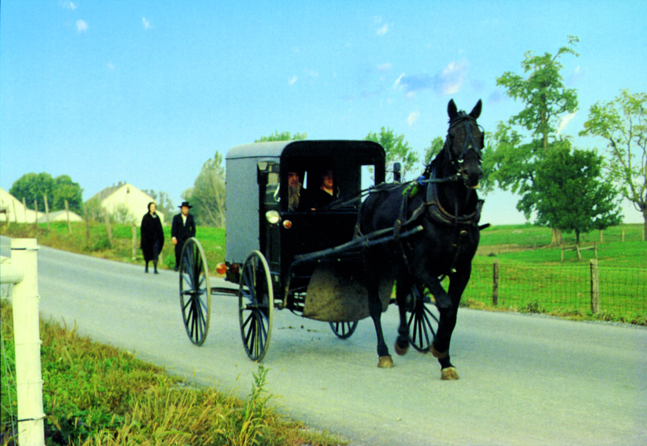 En este momento estás viendo La comunidad Amish y el caballo de tiro