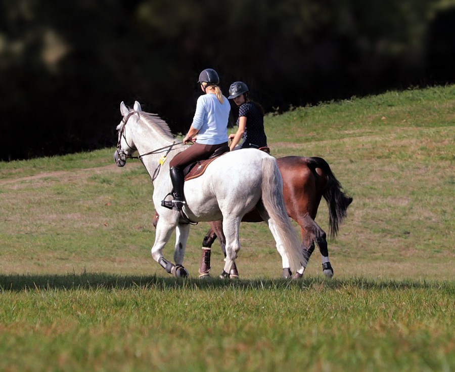 Lee más sobre el artículo Cuándo es necesaria la Guía de Transporte para desplazar a mi caballo