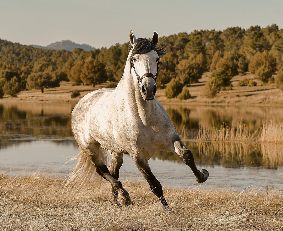 El mundo del caballo genera en España 7.392 millones de euros al año