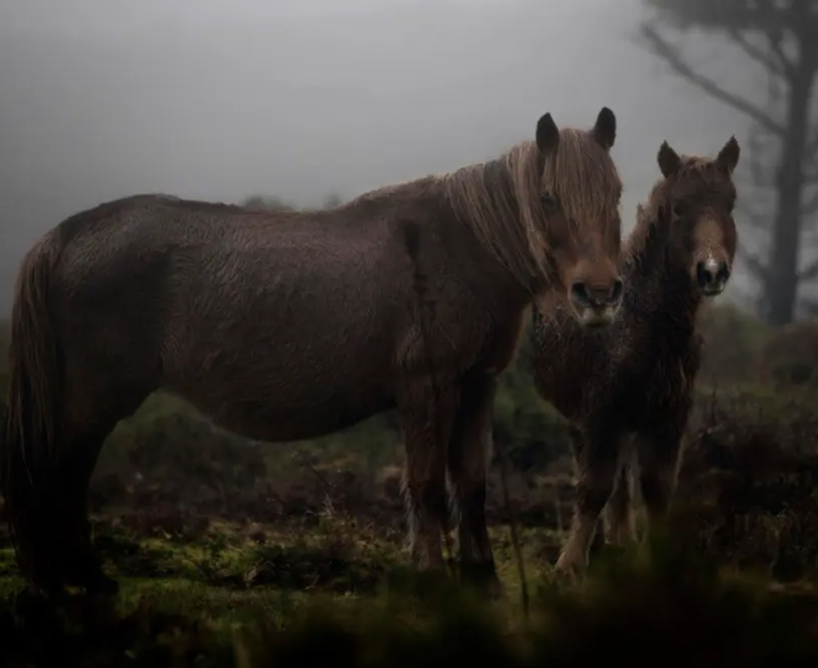 Lee más sobre el artículo Bestas de Galicia: la desaparición del último caballo salvaje
