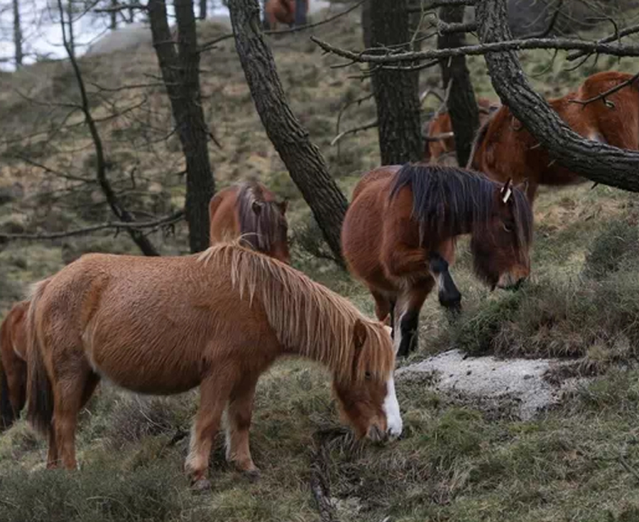 Lee más sobre el artículo Más de 168.000 firmas piden que se incluya a los caballos en la ley de bienestar animal