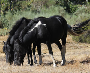 Lee más sobre el artículo Cuándo y a quién los caballos expresan su afecto, lo que lo condiciona y lo que significa para ellos
