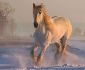Lee más sobre el artículo ¿Qué significa cuando se sueña con caballos?