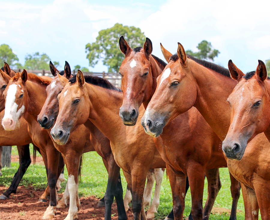 Lee más sobre el artículo Boehringer Ingelheim y AVEE organizan el primer webinar sobre casos clínicos de caballos tratados con RenuTend®