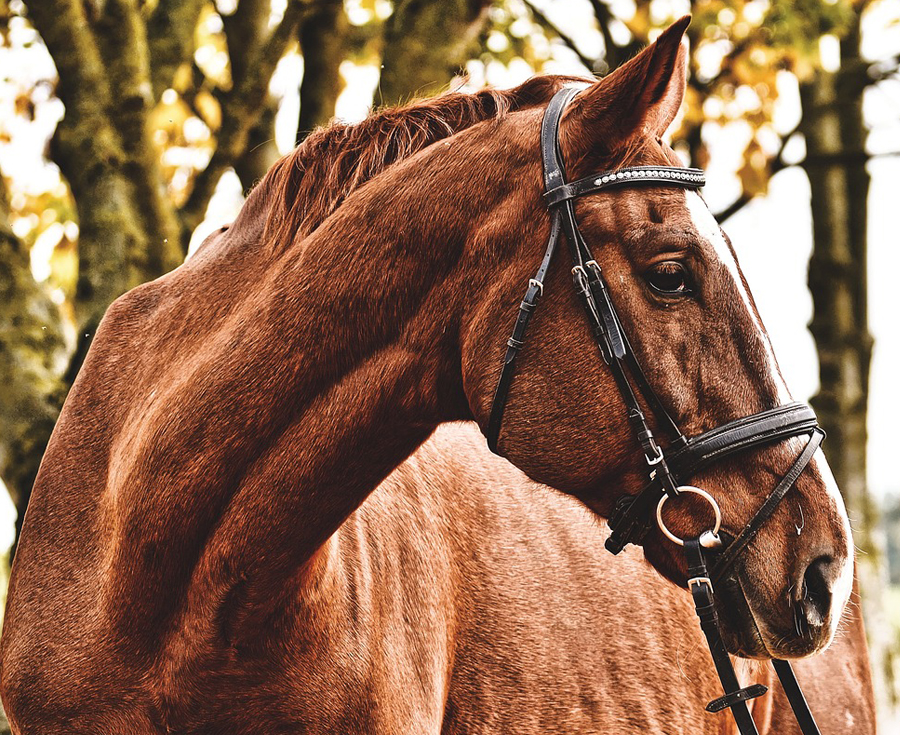 Lee más sobre el artículo ¿Cómo tributa la venta de un caballo?