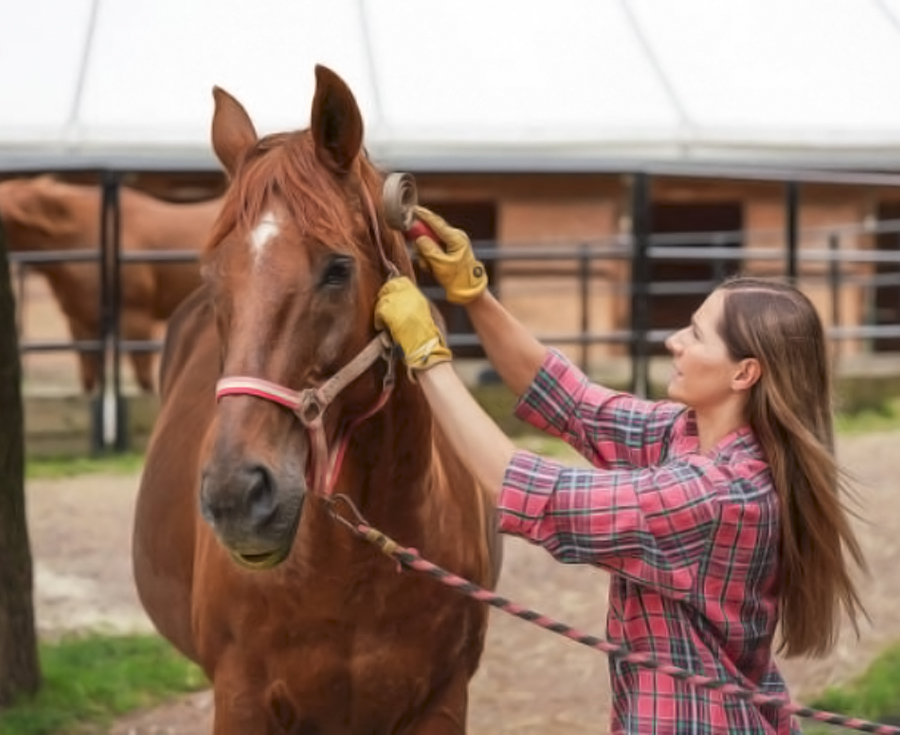 Lee más sobre el artículo La figura del mozo, una pieza clave para el bienestar del caballo