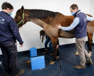 Lee más sobre el artículo TAC de bajo coste para detectar y prevenir lesiones en caballos