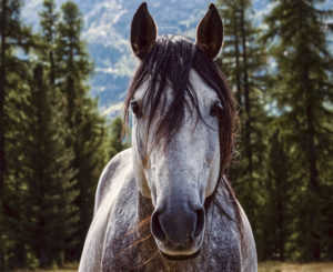 Lee más sobre el artículo El abandono de caballos como delito de maltrato animal