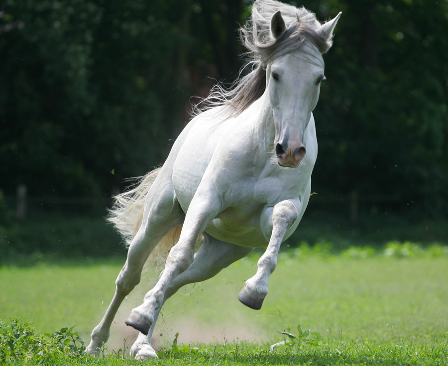 Lee más sobre el artículo Cómo encontrar caballos de compraventa online con facilidad