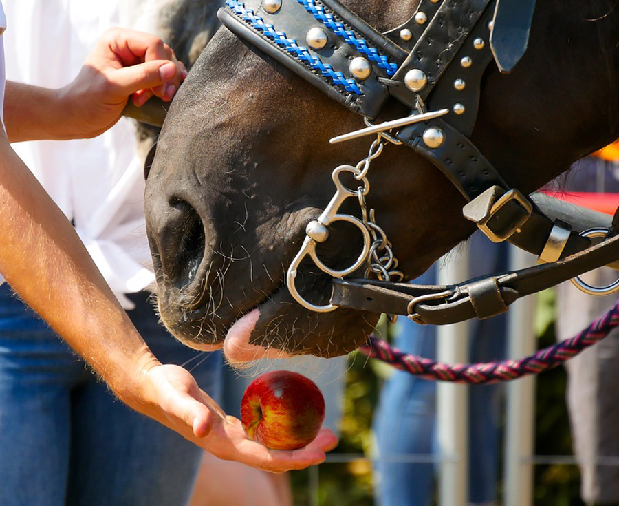 Lee más sobre el artículo ¿Es bueno darle azúcar a nuestro caballo?