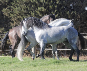 Lee más sobre el artículo ¿Mi caballo es de cartón?