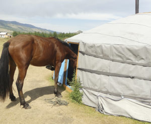 Lee más sobre el artículo Tuva, conexión y amistad entre caballos (y II)