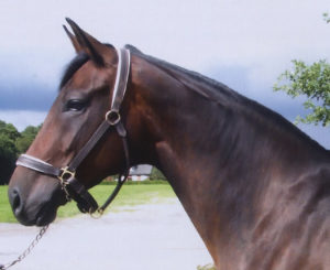 Lee más sobre el artículo La importancia del eje cabeza/cuello con el tronco del caballo