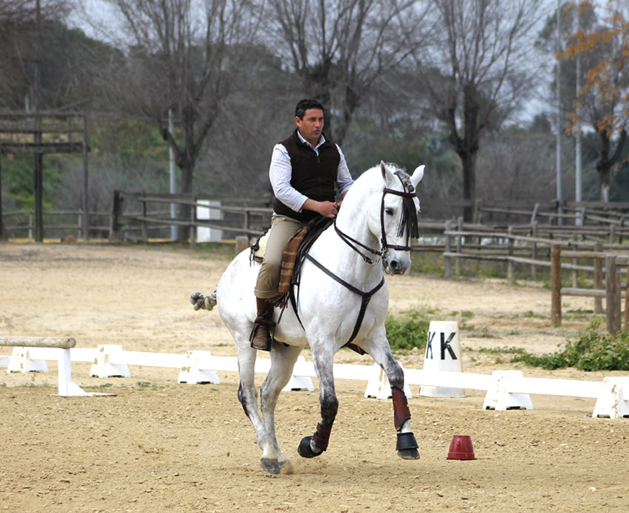 En este momento estás viendo La Equitación de Trabajo potencia la doma y habilidades de jinete y caballo