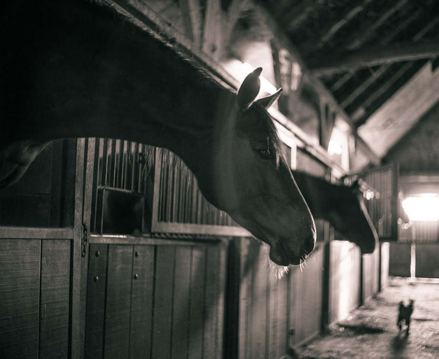 Lee más sobre el artículo El temperamento y el carácter del caballo