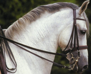 Lee más sobre el artículo El cuello del caballo