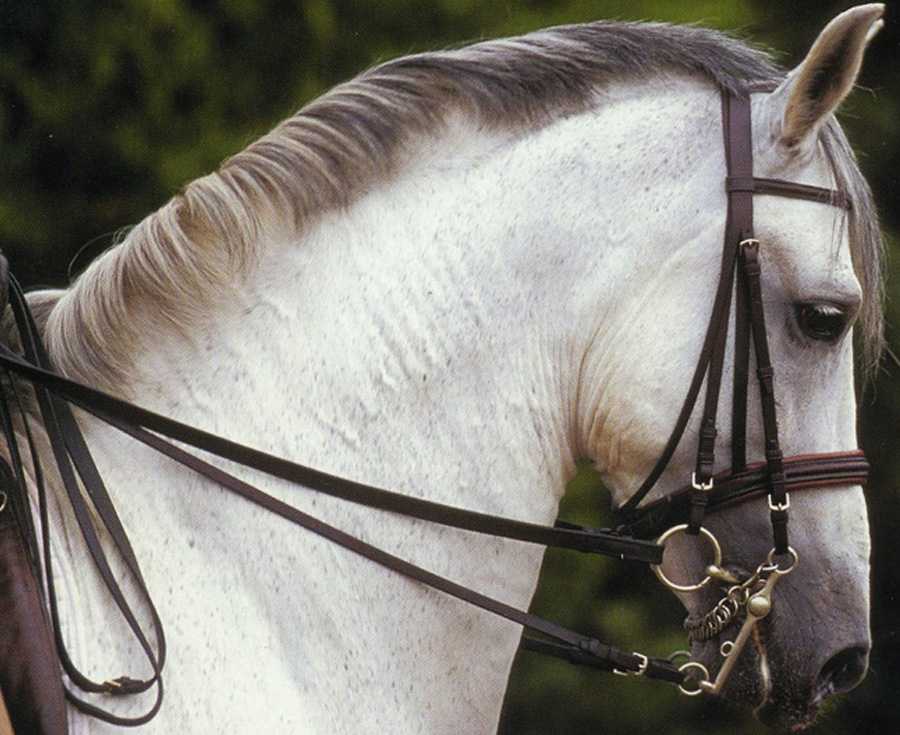 Lee más sobre el artículo El cuello del caballo