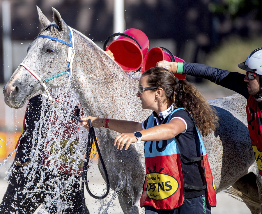 Lee más sobre el artículo Los caballos de competición y las altas temperaturas