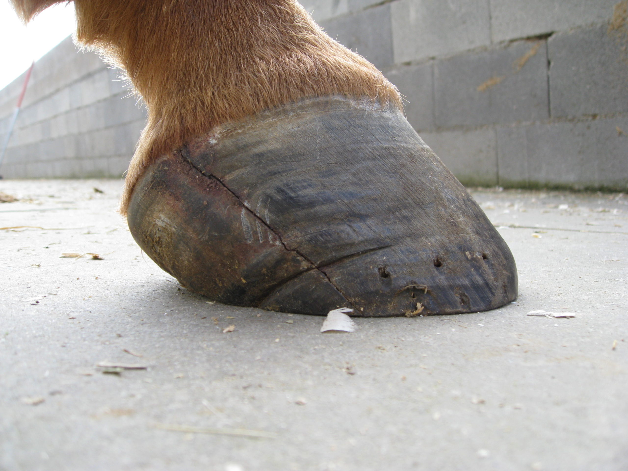 Lee más sobre el artículo Fisuras verticales (cuartos) de origen interno en los cascos de los caballos