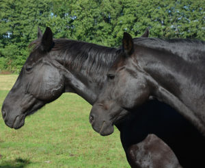 Lee más sobre el artículo Un hecho único en la medicina veterinaria en España